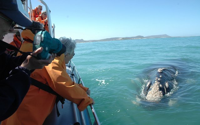 Exploring Gansbaai By Boat